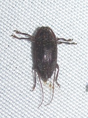 Atrypanius irrorellus