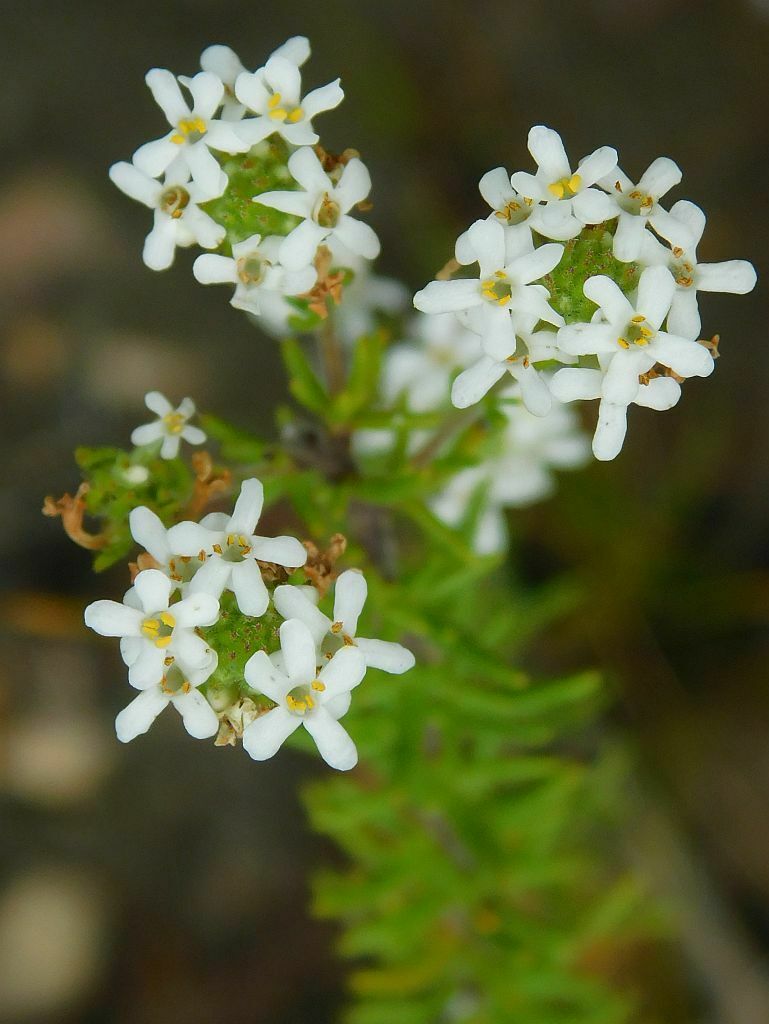 Selago Selago scabrida from Greyton Tiergat, 7233, South Africa on March 30 ...