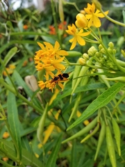 Oncopeltus fasciatus