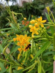 Oncopeltus fasciatus