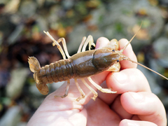 Cambarus bartonii cavatus