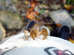 Cambarus bartonii cavatus