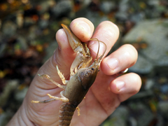 Cambarus bartonii cavatus
