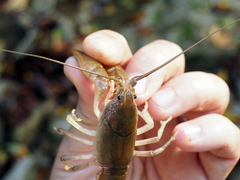 Cambarus bartonii cavatus