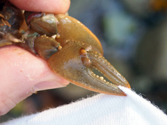 Cambarus bartonii cavatus