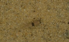 Girdled Goby photo 3