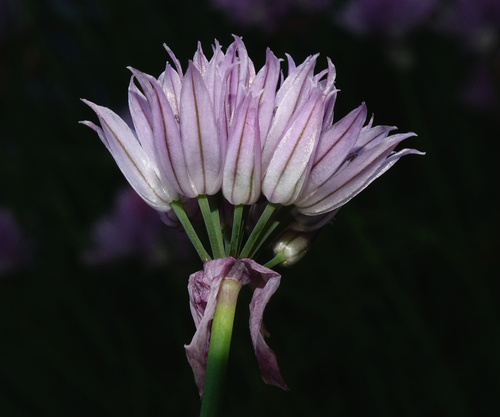 Chives
