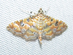 Ommatospila narcaeusalis