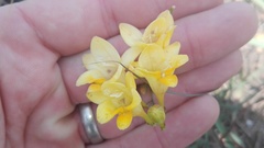 Freesia corymbosa