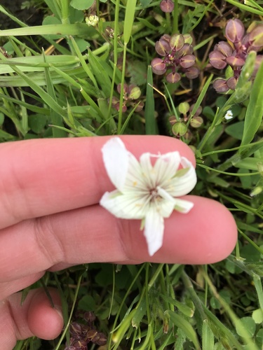 iNaturalist observation photo of Rosy Douglas’ Meadowfoam