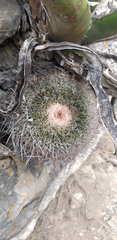 Mammillaria mystax