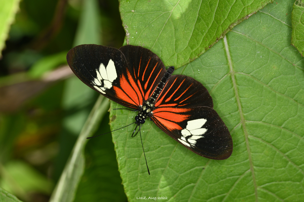 Heliconius xanthocles