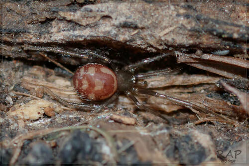 False black widow