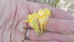 Freesia corymbosa