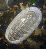 Cooper's Chiton - Photo (c) Robin Gwen Agarwal, some rights reserved (CC BY-NC), uploaded by Robin Gwen Agarwal
