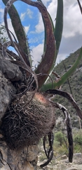 Mammillaria mystax
