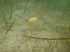 Sycozoa pulchra