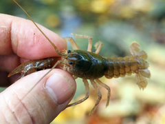Cambarus bartonii cavatus