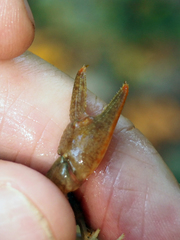 Cambarus bartonii cavatus