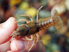 Cambarus bartonii cavatus