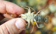Cambarus bartonii cavatus