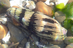 Atrimitra idae