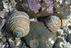 Calliostoma canaliculatum