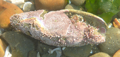 Atrimitra idae