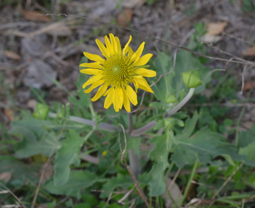 Image of Tetragonotheca repanda by (c) Wes Copas, some rights reserved (CC BY)