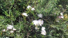 Lampranthus productus
