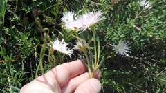 Lampranthus productus