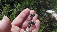 Lampranthus productus