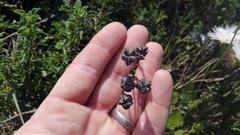 Lampranthus productus