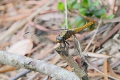 Orthetrum chrysis