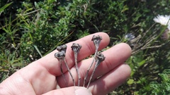 Lampranthus productus