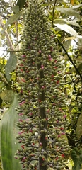 Aechmea mexicana image