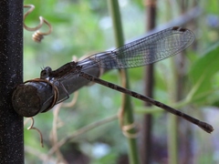 Argia immunda