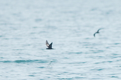 Hydrobates monorhis