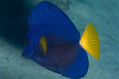Purple Tang