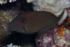 Cantherhines pardalis