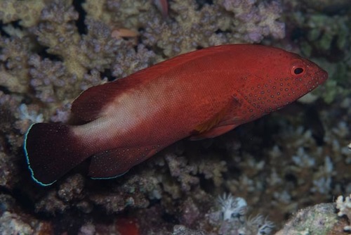 Cephalopholis hemistiktos