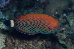 Pseudodax moluccanus