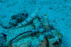 Synodus dermatogenys