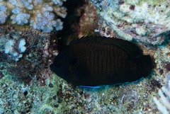 Centropyge multispinis