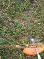 Trichordestra legitima