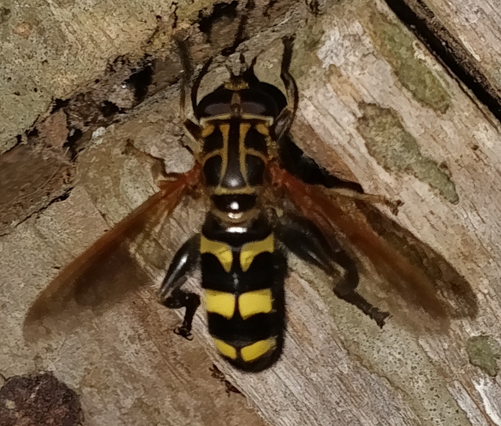 Milesia pulchra