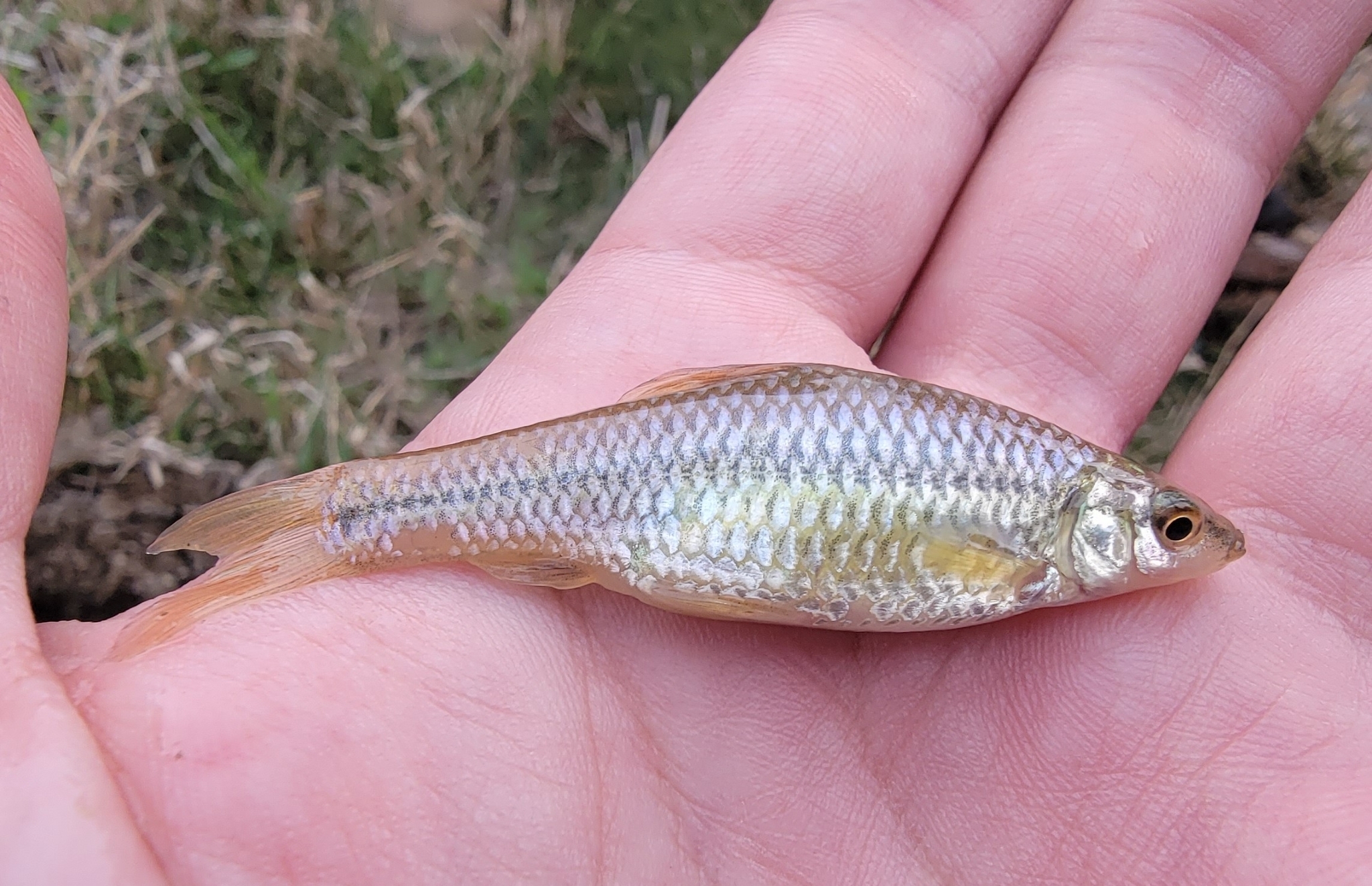 Pseudorasbora parva (Temminck & Schlegel, 1846)