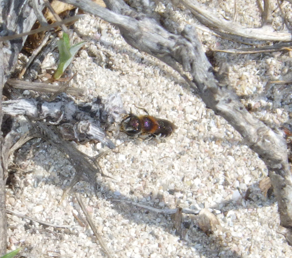 Osmia versicolor