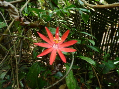 Passiflora glandulosa