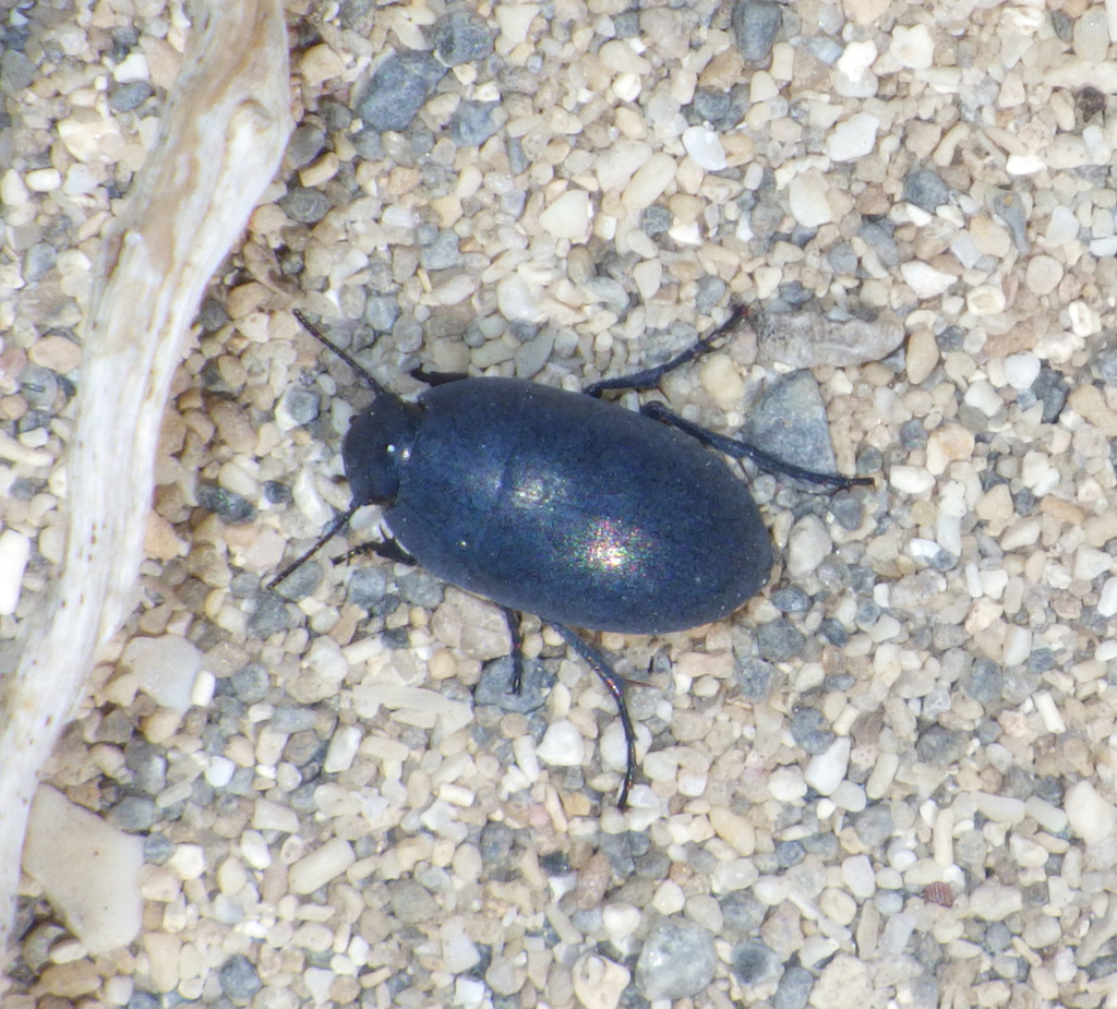 Punctate Frantic Surface Beetle
